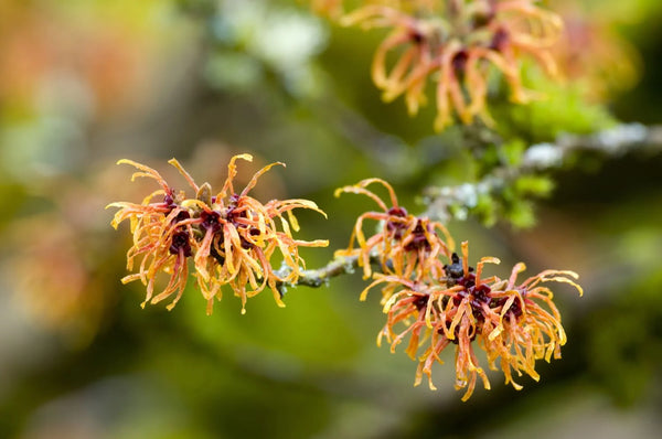 Hamamelis
